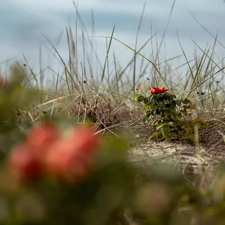 Roosta Village Village de vacances Noarootsi