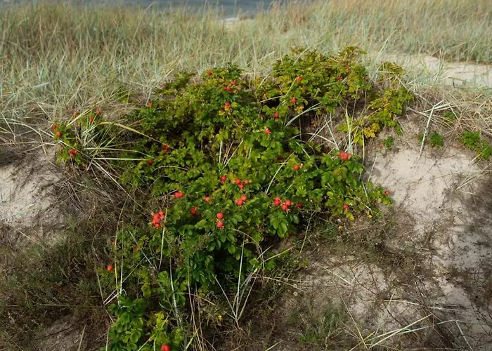 Roosta Village Feriepark